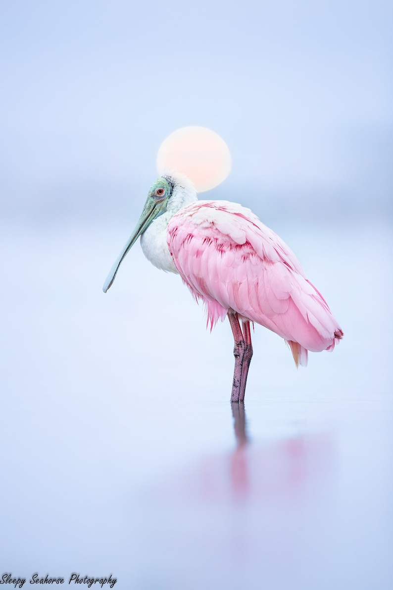 Roseate Spoonbill Photo, Bird Photography, Florida Birds, Nature Print, Coastal Wall Art, Tropical Wildlife, Beach Decor, Sunset, Moonset image 1