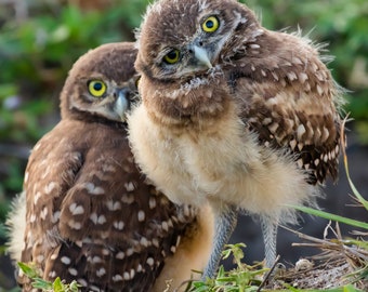 Bird Photography, Burrowing Owl, Owl Print, Florida Photography, Nature Print, Baby Owls, Owlet Pair, Wildlife Photo, Owl Photo, Cape Coral