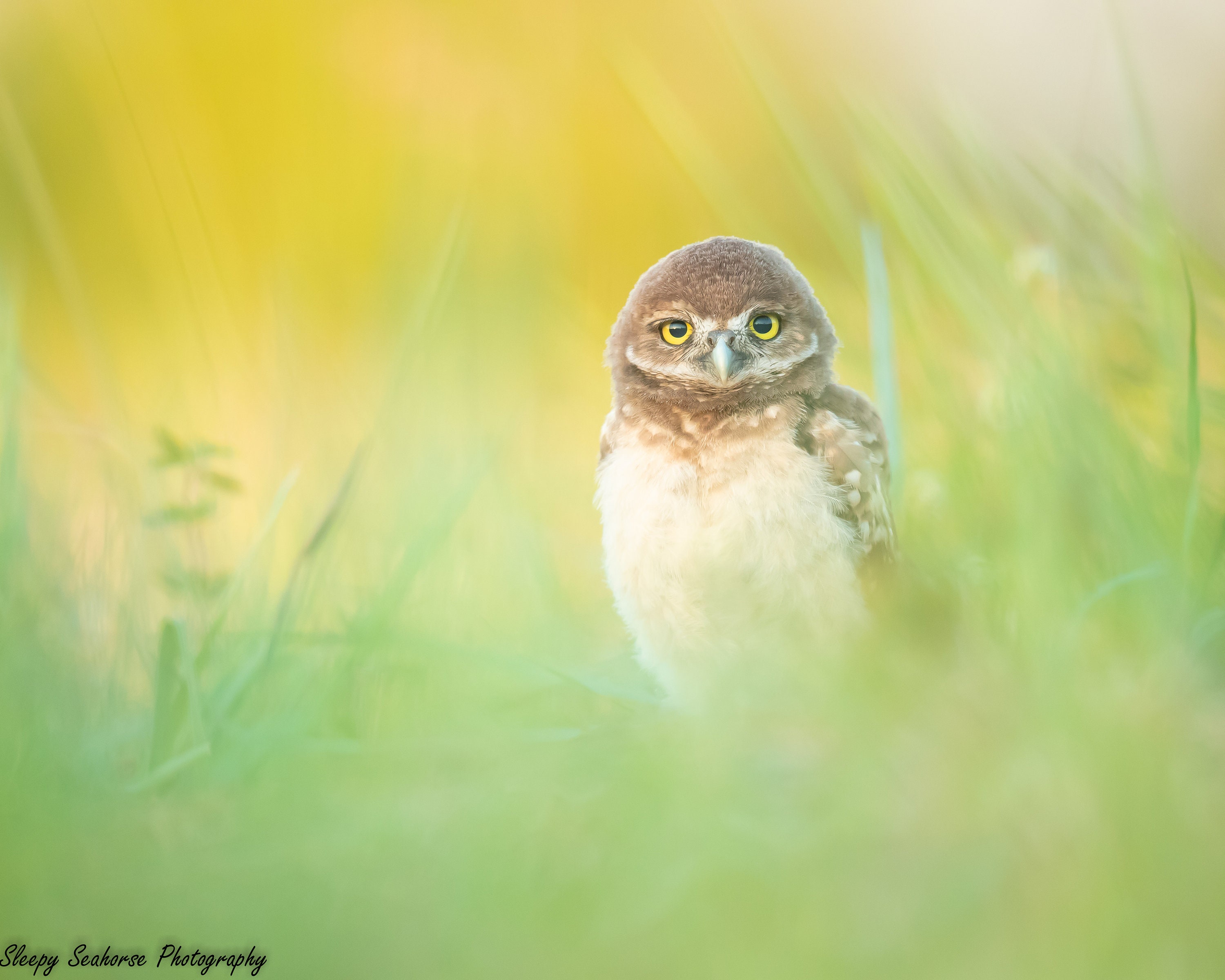 Bird Photography, Burrowing Owl, Owlet Print, Florida Photography, Nature Photo, Wall Art, Wildlife 