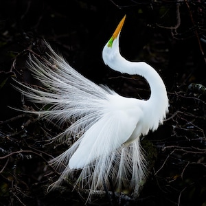 Bird Photography, White Egret, Great Egret Print, Florida Photography, Nature Photo, Wall Accent, Wildlife Print, Florida Birds, Beach Decor