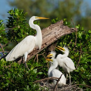 Bird Photography, White Egret, Great Egret Chicks, Florida Photography, Nature Photo, Beach Decor, Coastal Decor, Baby Egrets, Nesting Birds image 2