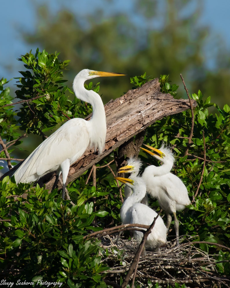 Bird Photography, White Egret, Great Egret Chicks, Florida Photography, Nature Photo, Beach Decor, Coastal Decor, Baby Egrets, Nesting Birds image 2