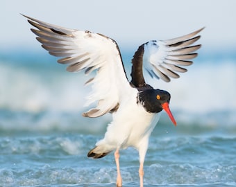 American Oystercatcher, Bird Photography, Coastal Wall Decor, Beach Decor, Florida Birds, Nature Photo, Shorebird, Wildlife Print, Beach Art