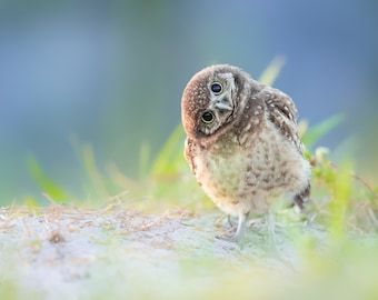Burrowing Owl, Bird Photography, Cute Owlet, Florida Photography, Nature Photo, Owl Wall Art, Wildlife Print, Florida Birds, Baby Owl Photo