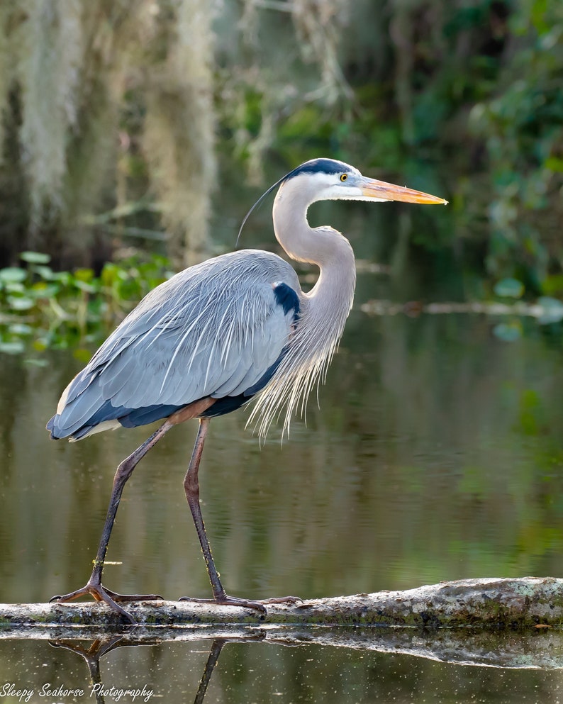 Bird Photography, Great Blue Heron, Florida Photography, Nature Print, Coastal Wall Accent, Wildlife Photo, Florida Birds, Beach Decor image 1