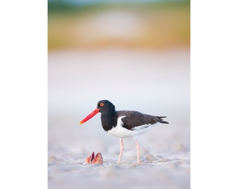 American Oystercatcher, Bird Photography, Tropical Wall Art, Beach Decor, Florida Birds, Nature Photo, Seashells, Shorebirds, Beach Birds