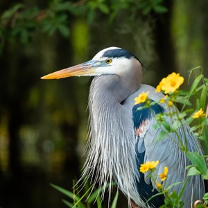 Bird Photography, Great Blue Heron, Florida Photography, Nature Print, Coastal Wall Accent, Wildlife Photo, Florida Birds, Beach Decor