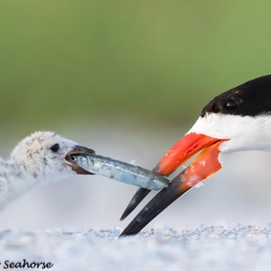 Black Skimmer, Bird Photography, Black Skimmer Chick , Beach Decor, Florida Bird, Nature Photo, Wildlife Print, Coastal Wall Art, Baby Birds