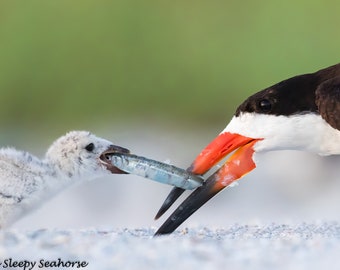Black Skimmer, Bird Photography, Black Skimmer Chick , Beach Decor, Florida Bird, Nature Photo, Wildlife Print, Coastal Wall Art, Baby Birds