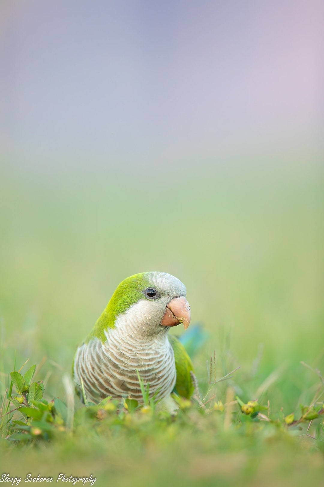 Quaker Parakeet, Monk Parakeet, Tropical Bird Photo, Green Parrot