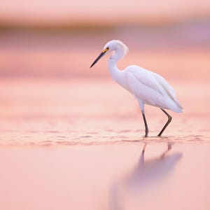 K&ouml;nnte beinhalten: Ein wei&szlig;er Reiher mit gelbem Schnabel steht in seichtem rosa Wasser, sein Spiegelbild ist im Wasser zu sehen.