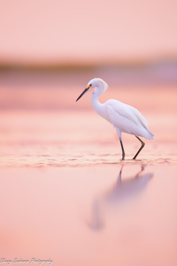 Bird Photography, Snowy Egret, Beach Bird, Florida Photography, Pink Sunset, Coastal Wall Art, Florida Bird, Beach Decor, White Egret