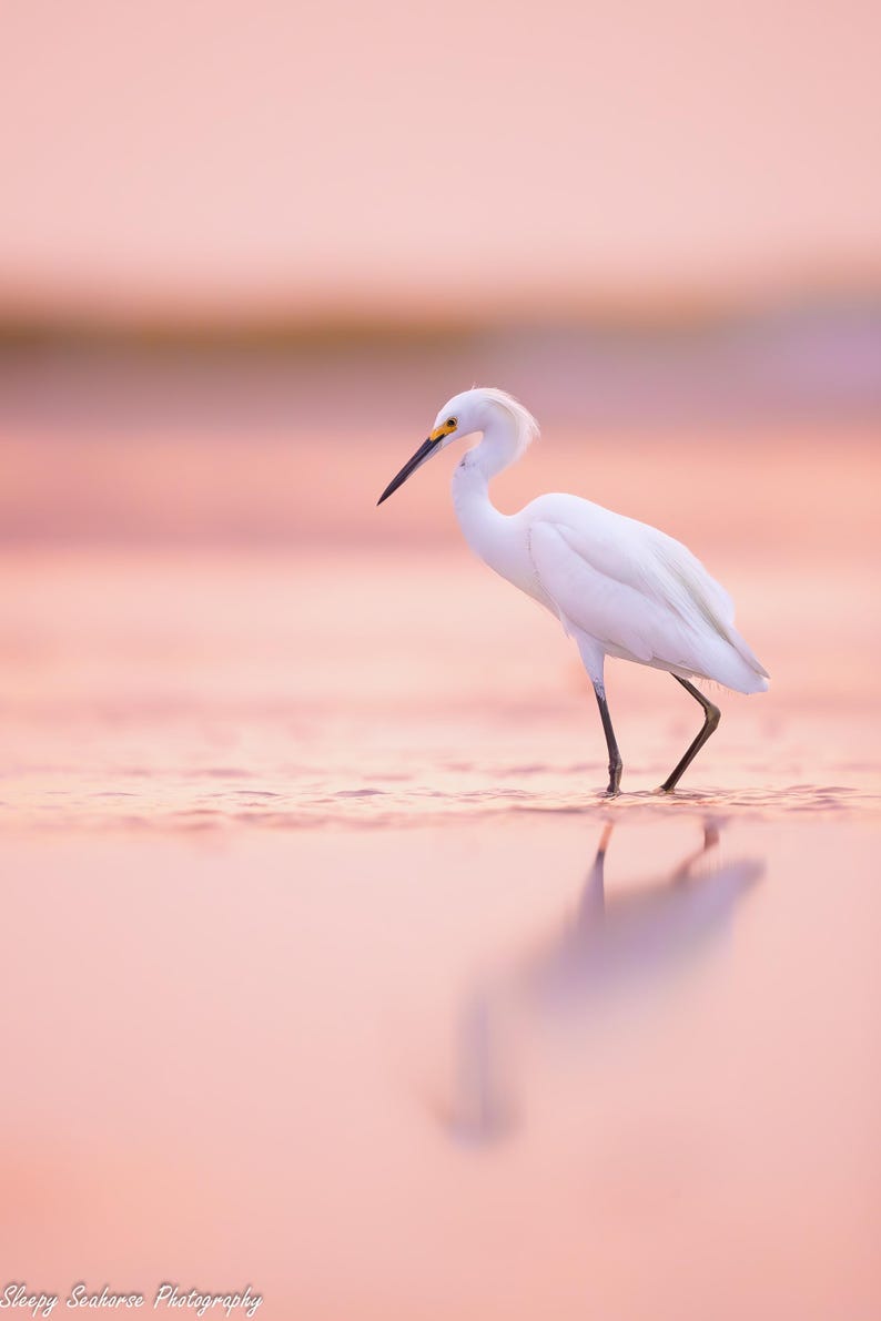 K&ouml;nnte beinhalten: Ein wei&szlig;er Reiher mit gelbem Schnabel steht in seichtem rosa Wasser, sein Spiegelbild ist im Wasser zu sehen.
