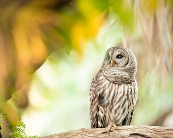 Bird Photography, Barred Owl Photo, Florida Photography, Nature Photo, Owl Photography, Wildlife Prints, Raptors, Owl Print, Birds of Prey