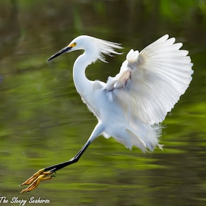 Bird Photography, Snowy Egret, White Egret Photo, Florida Photography, Nature Print, Wall Art, Beach Decor, Wildlife Photo, Bird in Flight