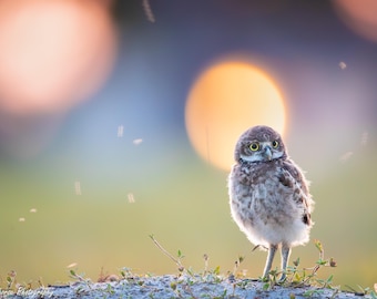 Burrowing Owl, Owl Print, Bird Photography, Florida Photography, Cape Coral Owls, Wall Decor, Nature Photo, Florida Bird, Baby Owlet Photo