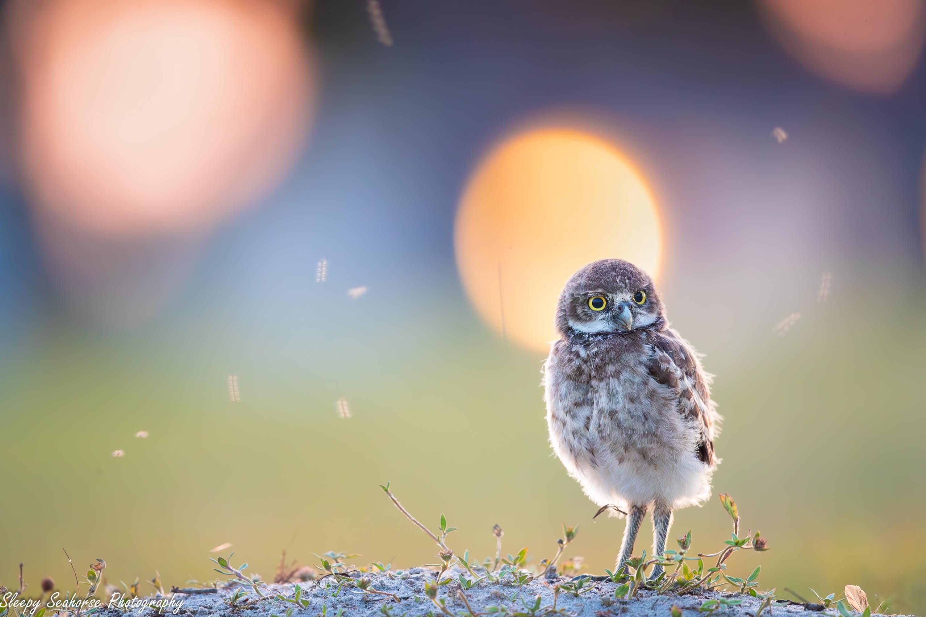 Burrowing Owl, Owl Print, Bird Photography, Florida Photography, Cape Coral Owls, Wall Decor, Nature