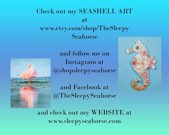 Blue Indian Ringneck Parakeet Photo, Blue Parrot Print, Bird Photography,  Sleeping Bird, Pet Birb, Nursery Decor, Wall Art, Parakeet Print