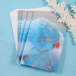 Blue Parakeet Note Cards, Set of 5 Notecards, Blank Card, Stationery, Greeting Card, Bird Photography, Blue Parrot, Indian Ringneck Photo