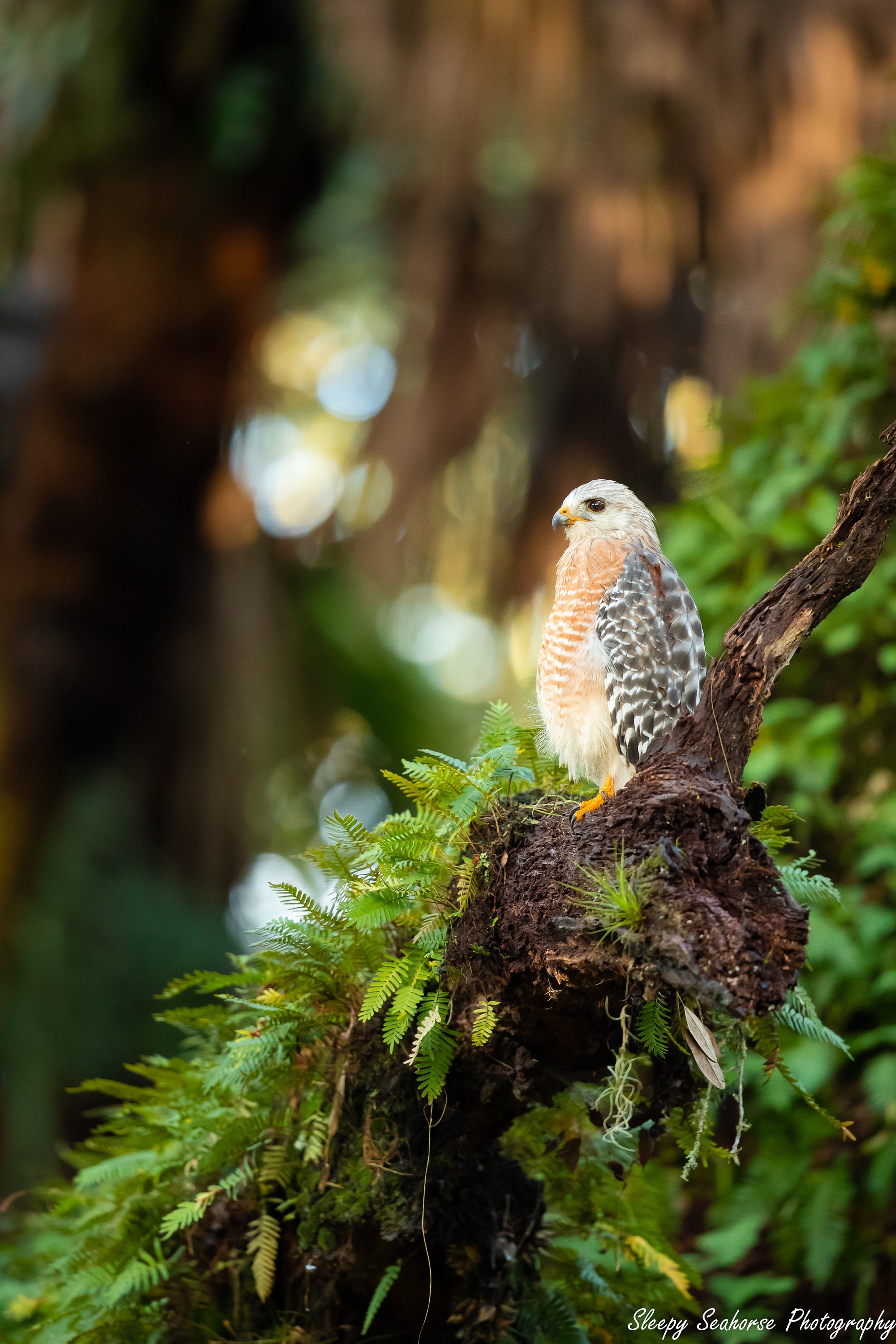 Red-shouldered Hawk Photo Raptor Bird Photography Birds of 