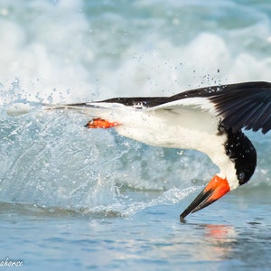Black Skimmer in Flight, Bird Photography, Skimmer Photo, Skimmer Print, Florida Beach Bird, Gulf Coast Bird, Beach Wall Art, Coastal Decor