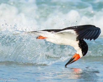 Black Skimmer in Flight, Bird Photography, Skimmer Photo, Skimmer Print, Florida Beach Bird, Gulf Coast Bird, Beach Wall Art, Coastal Decor