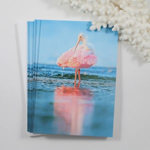Roseate Spoonbill Note Cards, Set of 5 Bird Notecards, Blank Cards, Beach Stationery, Florida Greeting Cards, Bird Photography, Pink Bird