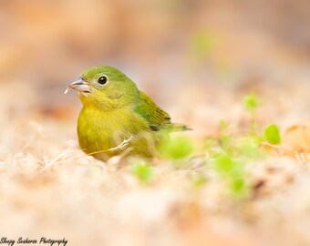 Bird Photography, Female Painted Bunting, Wildlife Photography, Green Bird, Wall Decor, Beautiful Songbirds, Colorful Bird Art, Nature Print