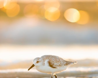 Bird Photography, Beach Sunset, Sanderling, Florida Photography, Nature Print, Coastal Decor, Wildlife Photo, Tropical Wall Art, Beach Decor