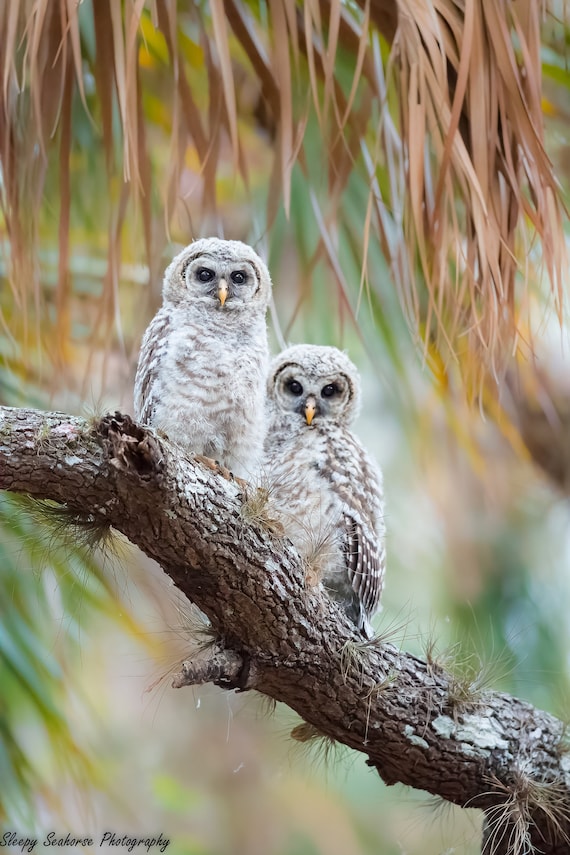 Bird Photography, Barred Owlets, Nature Photo, Wildlife Print