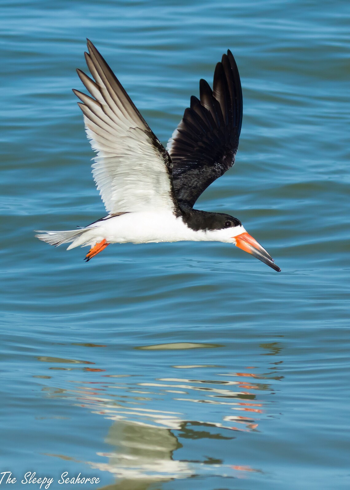 Black Skimmer in Flight Bird Photography Fine Art Print Etsy