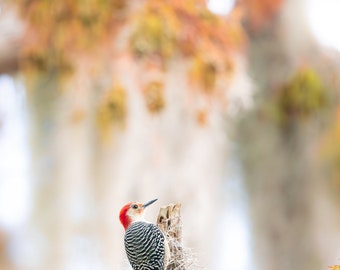 Bird Photography, Red-Bellied Woodpecker Photo, Bird Print, Bird Photo Print, Florida Birds, Wall Art, Canvas Gallery Wrap, Metal Print