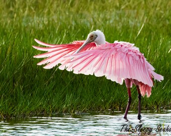 Bird Photography, Roseate Spoonbill, Florida Birds, Florida Photography, Nature Print, Tropical Wall Art, Wildlife Photo, Pink Bird Photo