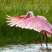 see more listings in the Birds Pink Birds section