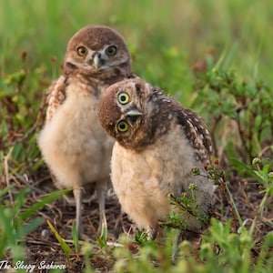 Bird Photography, Burrowing Owl Print, Florida Photography, Nature Print, Owl Wall Art, Wall Decor, Wildlife Photo, Florida Bird, Baby Owls