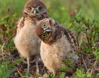 Bird Photography, Burrowing Owl Print, Florida Photography, Nature Print, Owl Wall Art, Wall Decor, Wildlife Photo, Florida Bird, Baby Owls