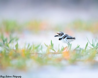 Baby Birds, Bird Photography, Florida Birds, Killdeer Chick, Bird Print, Beach Photo, Nature Photo, Coastal Wall Art, Wildlife, Beach Decor