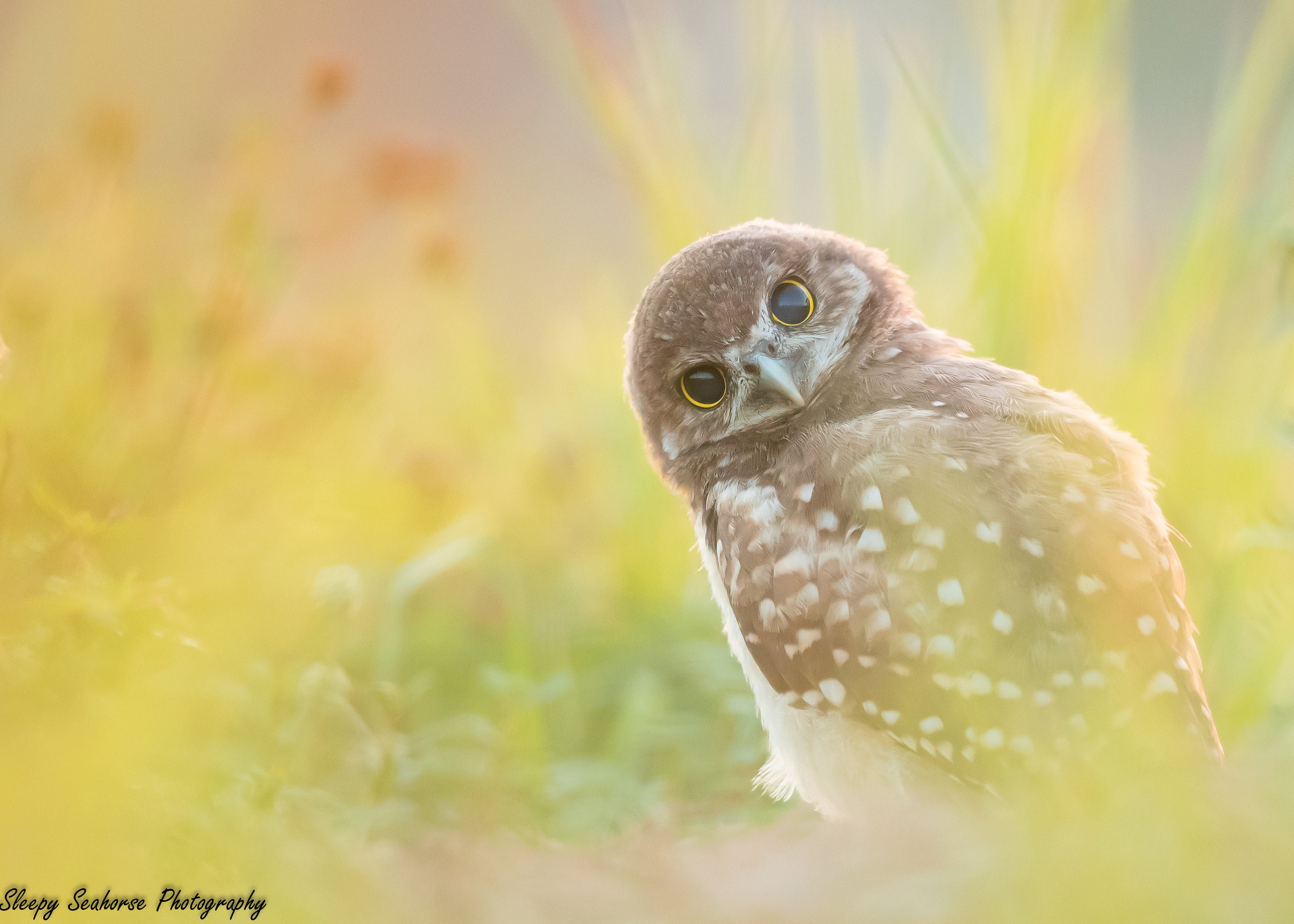 Burrowing Owl, Owl Print, Bird Photography, Florida Photography, Nature Print, Wall Decor, Wildlife 