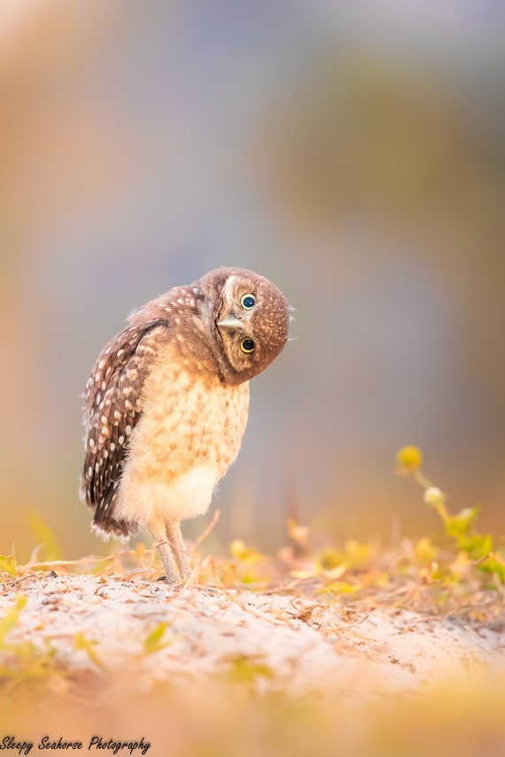 Bird Photography, Burrowing Owl Chick, Owlet, Florida Photography