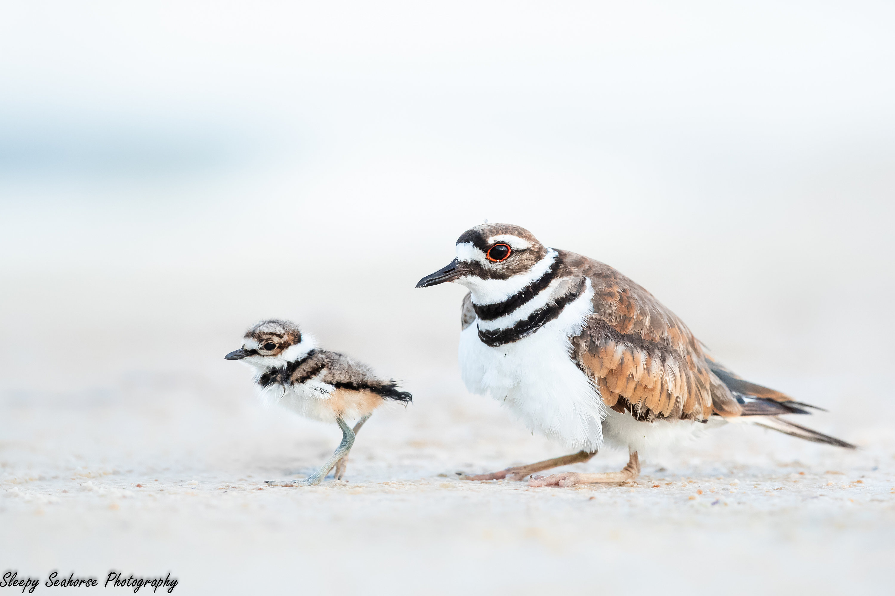 Killdeer Chicks