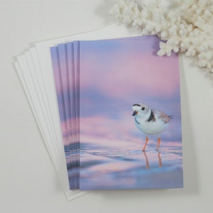 Plover Note Cards, Set of 5 Notecards, Blank Cards, Beach Stationery, Greeting Card, Beach Bird Photography, Florida Photography, Bird Photo