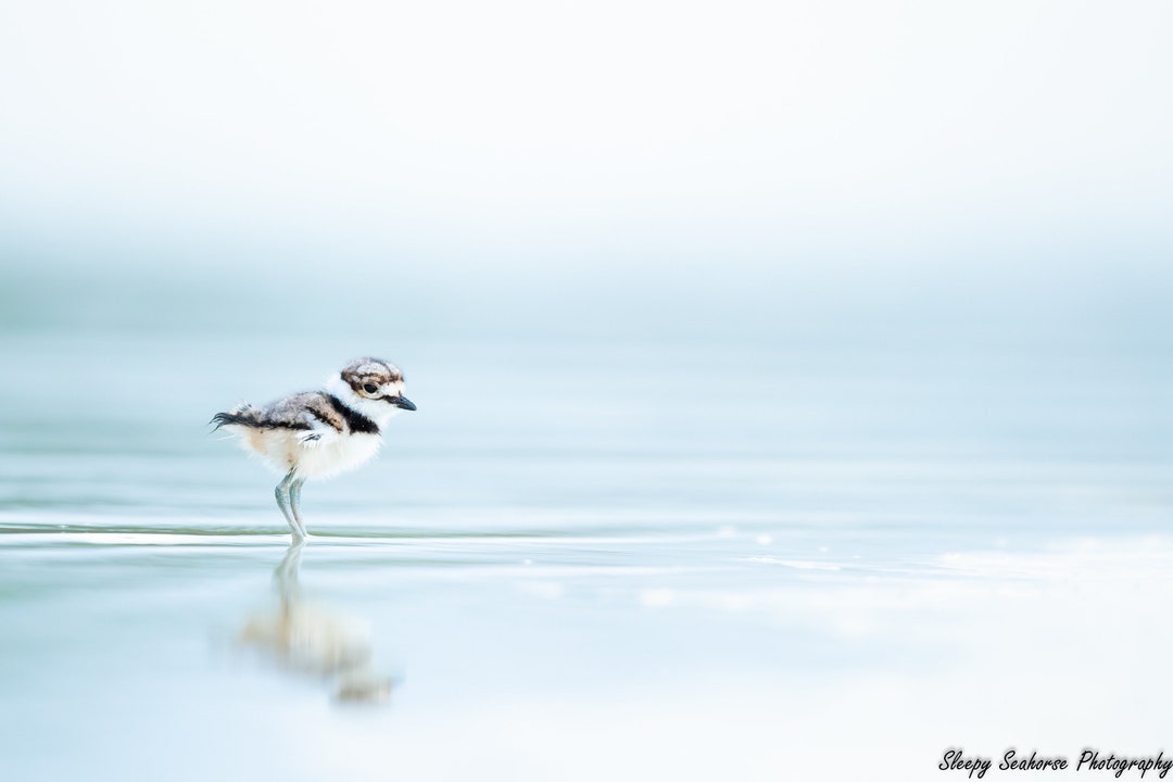 Baby Killdeer, Bird Photography, Florida Birds, Baby Birds, Bird Print