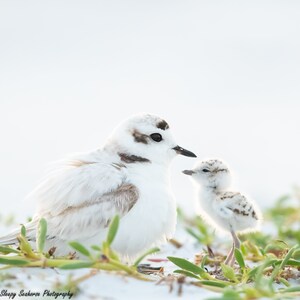 Baby Bird Photography, Florida Bird, Snowy Plover and Chick, Beach
