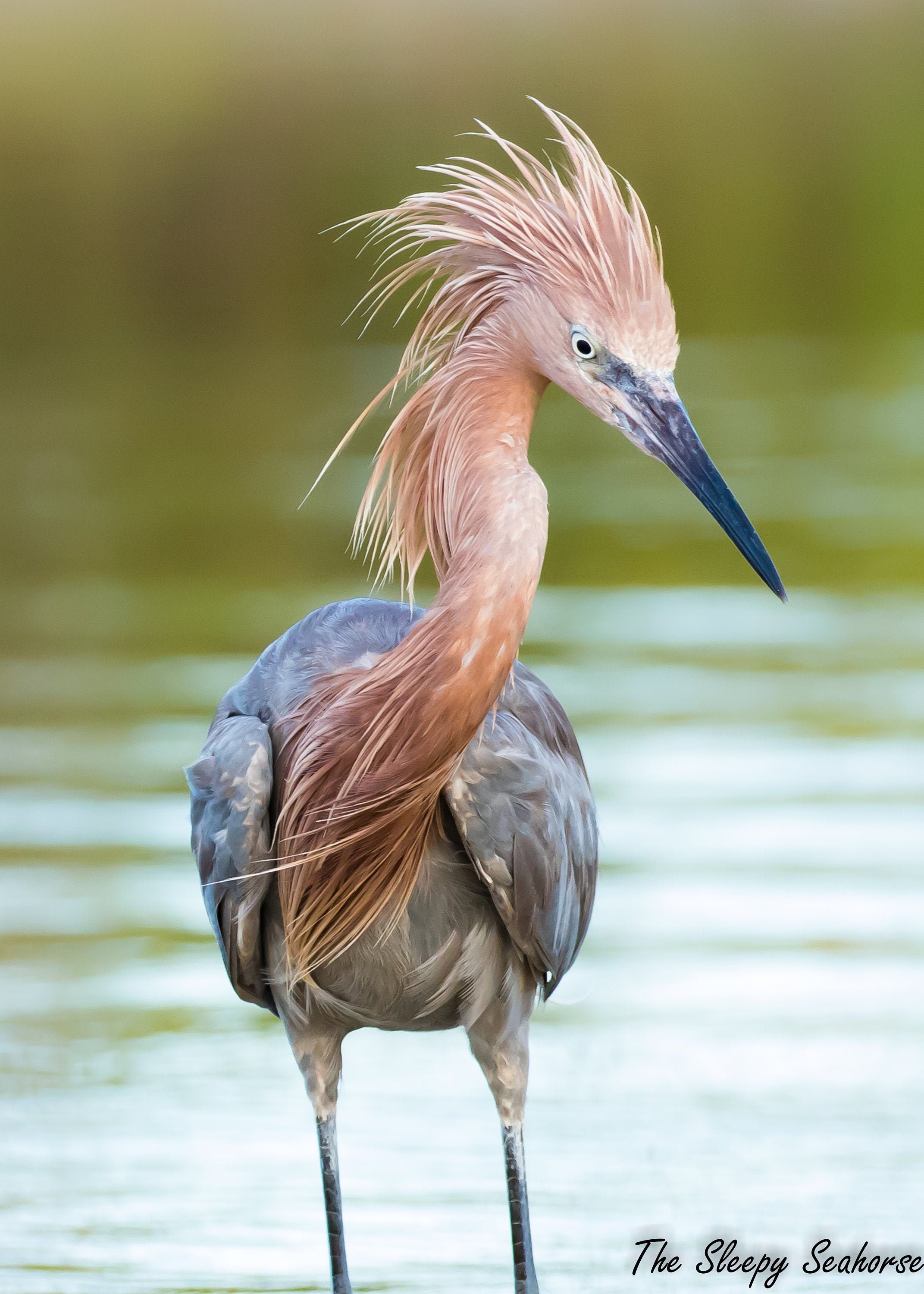 Bird Photography Reddish Egret Funny Bird Photo Florida - Etsy Bird Photography Reddish Egret Funny Bird Photo Florida - Etsy