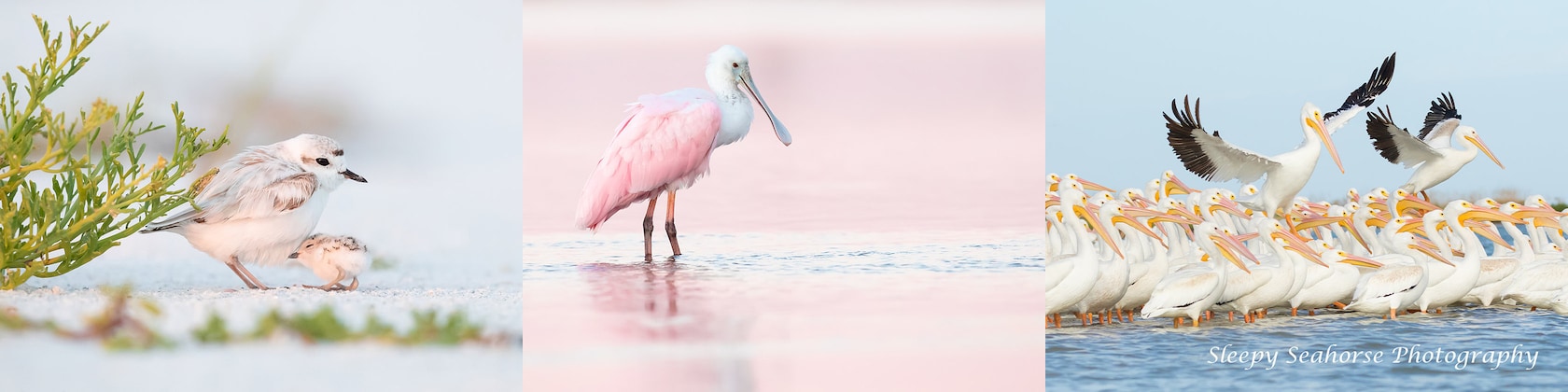 スマイル SleepySeahorsePhoto - Etsy