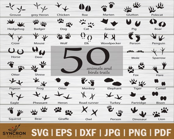 Download Animal Tracks Svg Animal Print Clipart Animal Tracks Cut Etsy