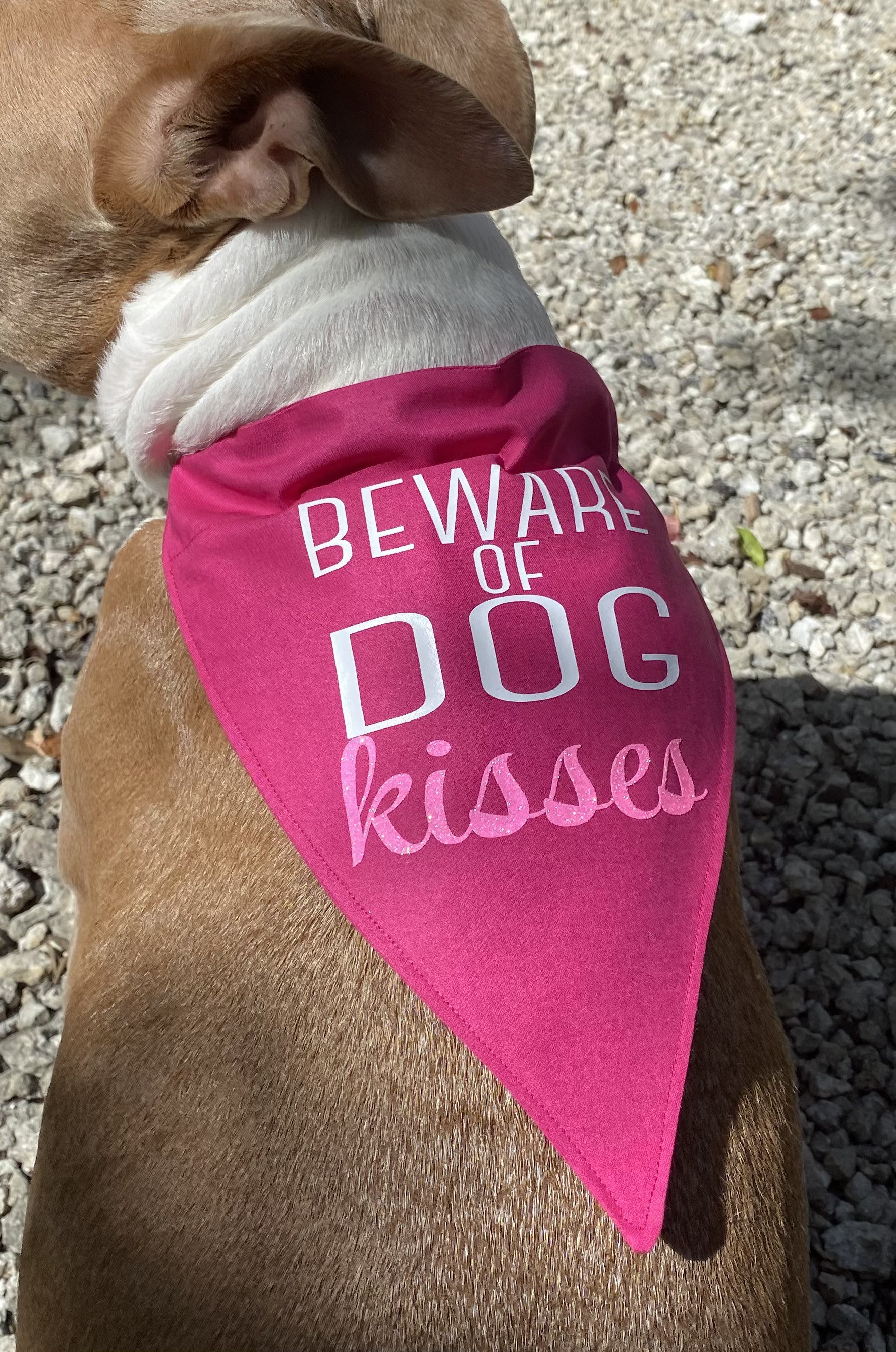 Dog Bandanas Beware of Dog Drool or Kisses Spoiled but Not Etsy