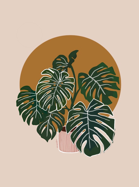 Monstera