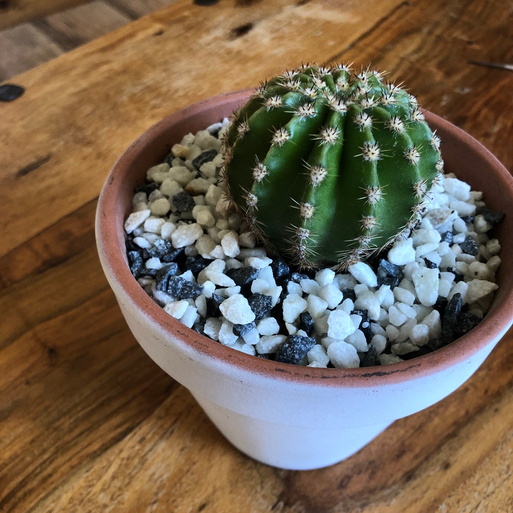Plant Pot Topping Succulents Cactus Top Dressing Gravel Pot Etsy