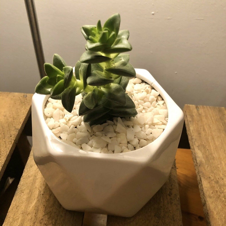 Plant Pot Topping Succulents Cactus Top Dressing Gravel Pot Etsy